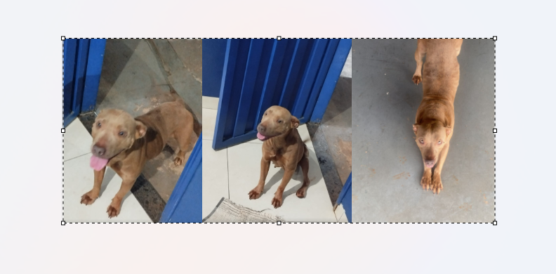 Imagem de compartilhamento para o artigo PM resgata cadela da raça Pitbull que estava perdida em Costa Rica da MS Todo dia